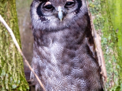 Verreaux' oehoe - De Zonnegloed - Dierenpark - Dieren opvangcentrum - Sanctuary